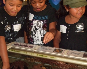 Santa Monica Pier Aquarium Touch Tank Kids